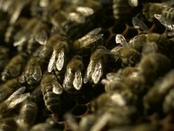 Honey bees (Apis sp.) on comb Stock Footage