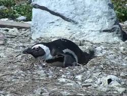Fibreglass nests built for penguins News Clip