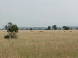 Deers in the savanna (Zoom out) Stock Footage
