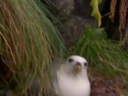 A Northern Fulmar protects its nest near plants and rocks in Iceland. Stock Footage