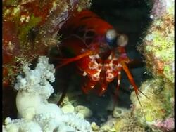 MS Shellfish peering out of coral cave, boss eyed Stock Footage