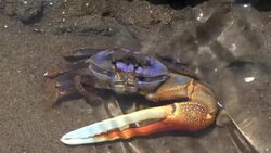 Fiddler crab Stock Footage