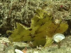 CU Shot of Paper fish lying on sea floor observing surroundings / Matola, Maputo, Mozambique Stock Footage