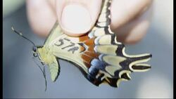 Scientists released six rare Schaus swallowtail butterflies on an island off the coast of Miami Monday, hoping to repopulate a species that was down to just four known living specimens in the wild in 2012. (June 9) Instructional Video