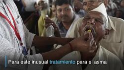 CLEAN : Tragar peces vivo como remedio para el asma News Clip