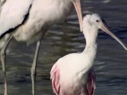 CU Roseate Spoonbill in wetlands / Guanacaste, Costa Rica Stock Footage