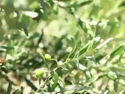 HD: Olive Tree Branches Shacked by Wind Stock Footage