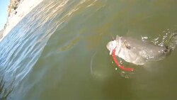 Jumping Fish Stock Footage