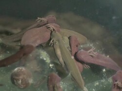 Tadpole of Common Frog (Rana temporaria) with gills Stock Footage