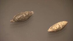 Exhibition reveals how Romans ruled the ancient world Instructional Video