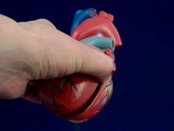 model of human heart Stock Footage