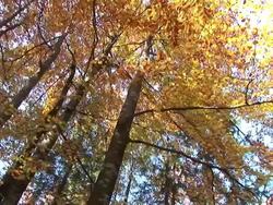 HD: Autumn forest Stock Footage