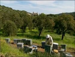 Beekeeper and hives, Andalucia, Spain Stock Footage