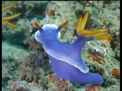 MS Sea Slug, H. bullocki, moving head on reef, orange horns and crest, Sipadan, Borneo, Malaysia Stock Footage