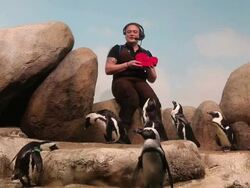 Valentine's Day Celebrated At San Francisco Zoo Stock Footage