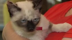 CLEAN : Hundreds line up to cudddle felines support cat cafe News Clip