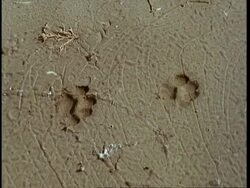 CU High angle animal tracks in sand, Gujarat, India Stock Footage