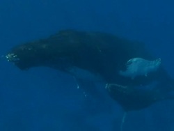 Humpback Whales Stock Footage