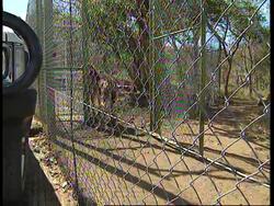 SOUTH AFRICA: EFFORTS TO RAISE CHEETAHS IN CAPTIVITY CONTINUE News Clip