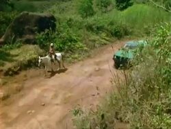 MS man on mule rides along dirt track, truck enters frame and passes them, Panama. Stock Footage