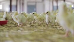 Baby chicken at the farm drinking water Stock Footage