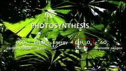 Comparing Photosynthesis and Aerobic Cellular Respiration Instructional Video