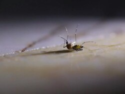 Mosquito lay Stock Footage