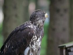 Bird of Prey Stock Footage