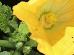 Close Up static _ The flower on a zucchini plant blooms Stock Footage
