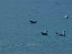 Seagull bird swimming in sea Stock Footage