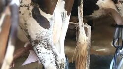 Farmer cleaning  cow dug udder Stock Footage
