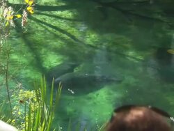 Tourists, looking at Manatees Florida, North Atlantic Ocean  Stock Footage