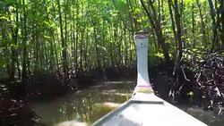 Wooden boat sailing in a mangrove forest Stock Footage