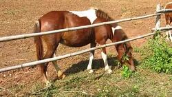 horse eating grass in farm Stock Footage