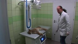 CLEAN: Vets take action to save Poland's lynx News Clip