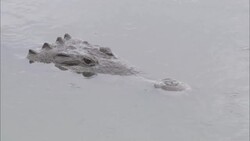 A crocodile lurks snout-deep in a swamp as it rains. Stock Footage