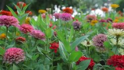 flower garden background Stock Footage
