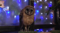 Customers have a hoot in owl cafe Instructional Video