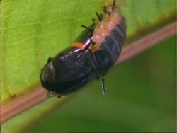 Butterfly, CU black and orange butterfly emergence, Panama Stock Footage