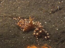 Wonderpus Octopus moving across bottom, tentacles exploring, close up. Indonesia  Stock Footage