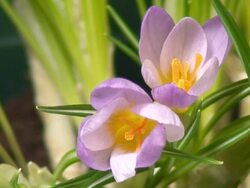 Crocus flower blooming Stock Footage