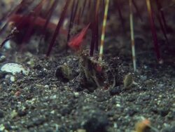 Urchin crab (Dorippe frascone) carrying a false fire urchin (Astropyga radiata). This crab carries an urchin on its back for protection from predators. Filmed in Lembeh Strait, North Sulawesi, Indonesia Stock Footage