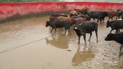 Bulls for 'toros de pueblo' in the Ecuadorian Highlands Stock Footage