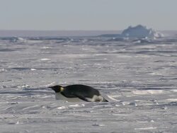 MS Adult emperor penguins sliding on belly / EkstrÃƒÂ¶m Ice Shelf,Atka Iceport Emperor Penguin Colony,  Queen Maud land, Antarctica Stock Footage