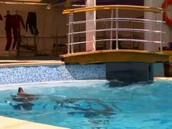 Dolphins in pool Stock Footage