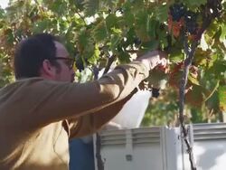 MS TU Man harvesting grapes in vineyard / Zillah, Washington, USA Stock Footage