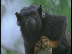 CU Low angle, Golden-handed tamarin perching on branch, looking around, South America Stock Footage