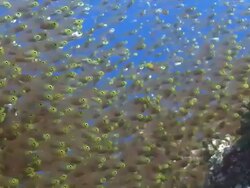 School of Golden Sweepers (Parapriacanthus ransonneti), Baa Atoll, The Maldives Stock Footage