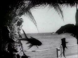 SWIM SUITS FROM A FISH-EYE VIEWPOINT News Clip