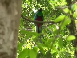 Quetzal male Stock Footage